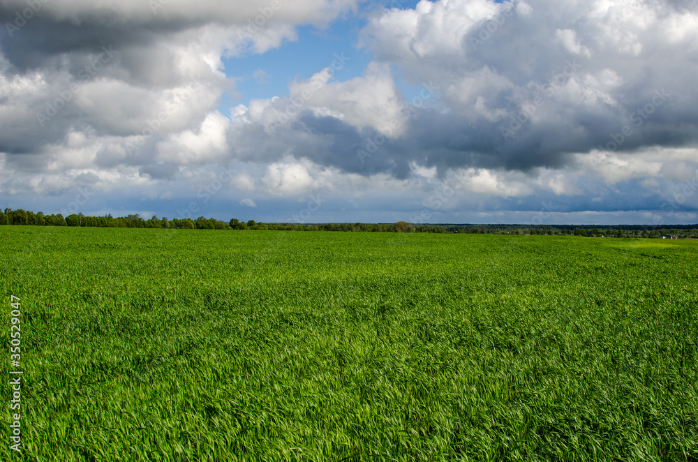 Green wheat field in spring. Farmers work in the field in the spring Green wheat field in spring. Farmers work in the field in the spring