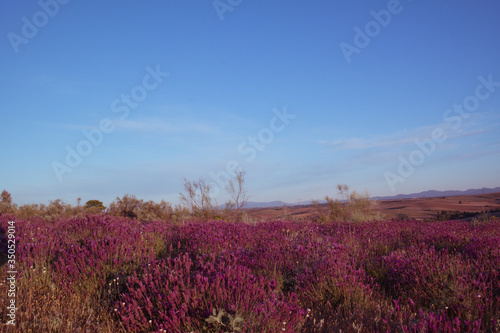 łąka lavenda kwiaty niebo niebieskie