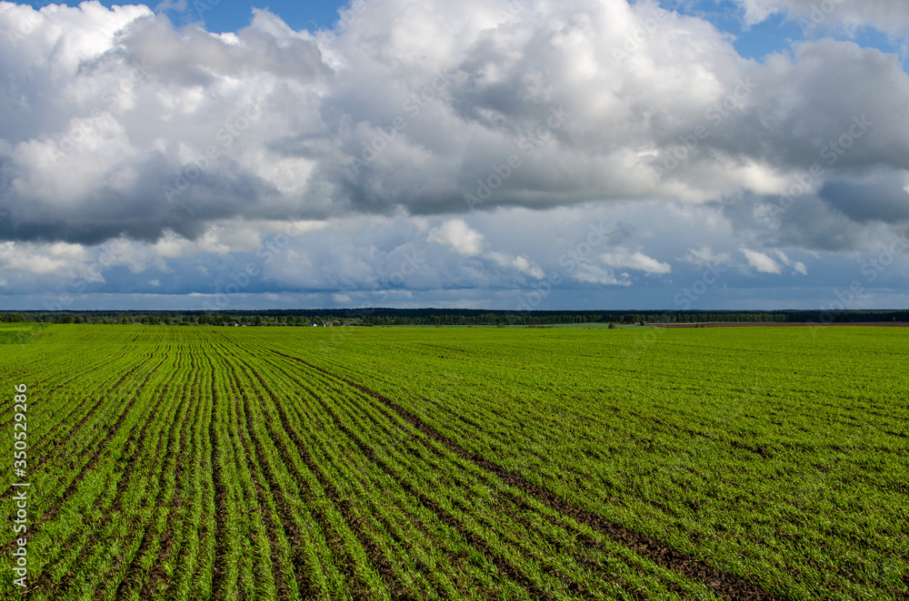 Field of green wheat under blue sky. Green field and blue sky