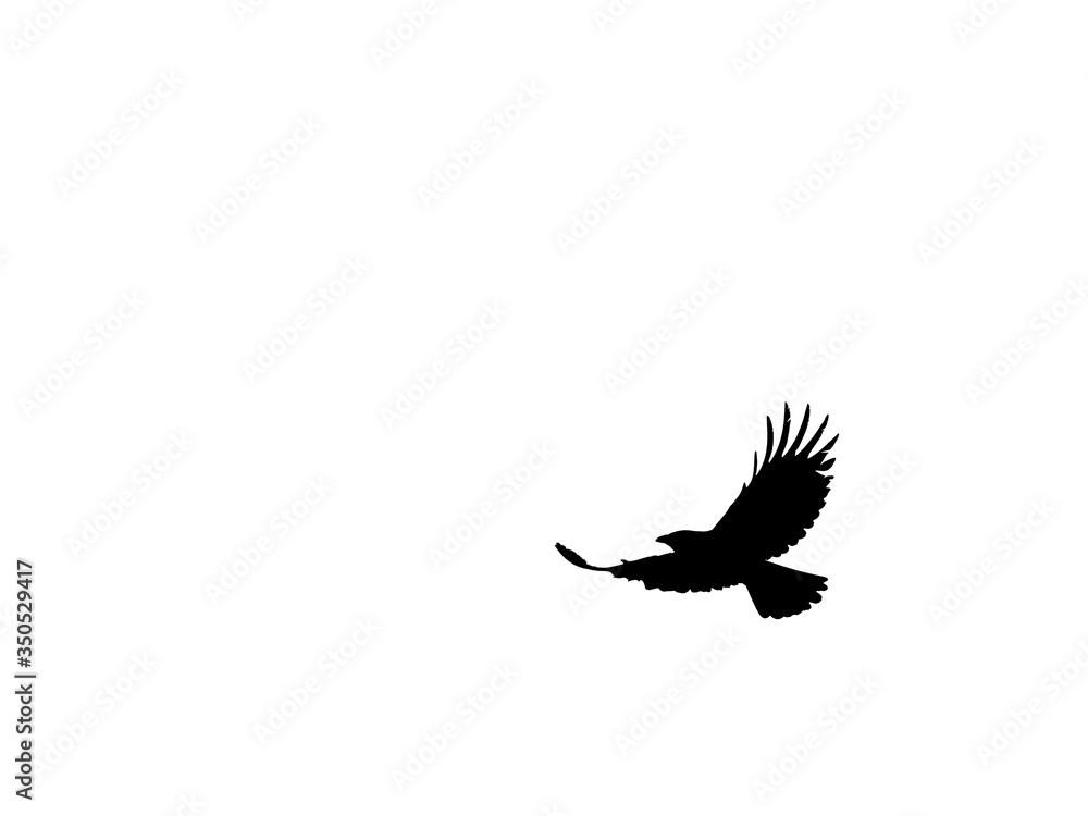 Obraz premium crow in flight silhouette