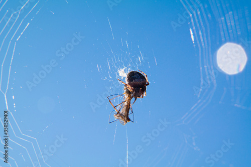 pająk pajęczyna niebo insekt natura