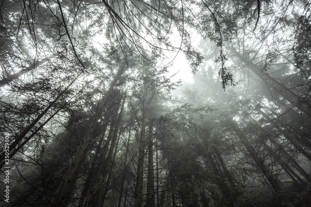 Fototapeta premium A foggy day inside an Italian mountain coniferous forest