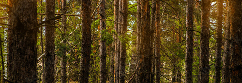 pine forest and glare of sunlight. banner