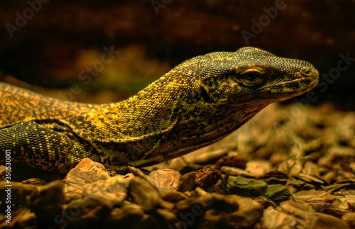 Dragón de Komodo, Zoo de Barcelona
