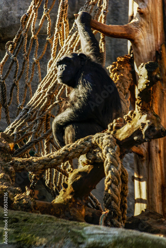 Chimpancé, zoo de Barcelona