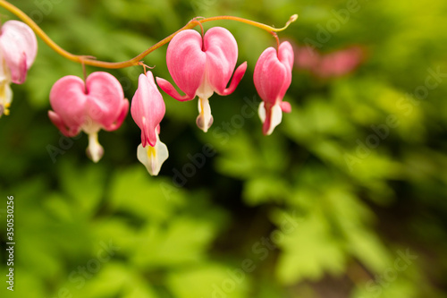 Homer garden pink dicentra bleeding-hearts flowerbed spring flowers and fresh green on blur background. A photo with with free blank copy space for text. For cards, posters, website decoration etc