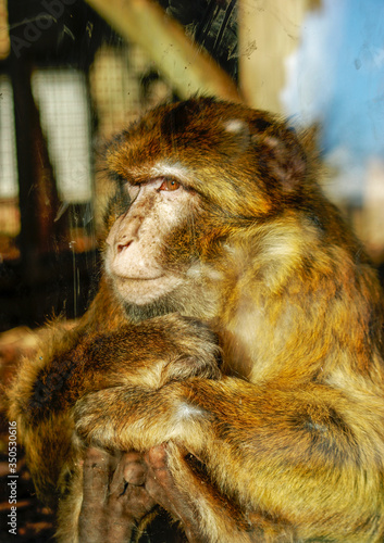 Macaco de berbería photo