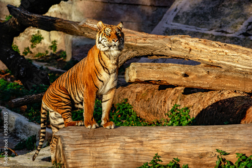 Tigre, zoo de Barcelona