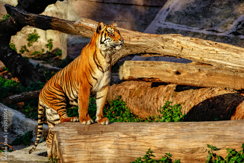 Tigre, zoo de Barcelona