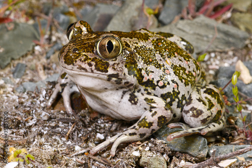 Western spadefoot / Messerfuß (Pelobates cultripes) - Portugal photo