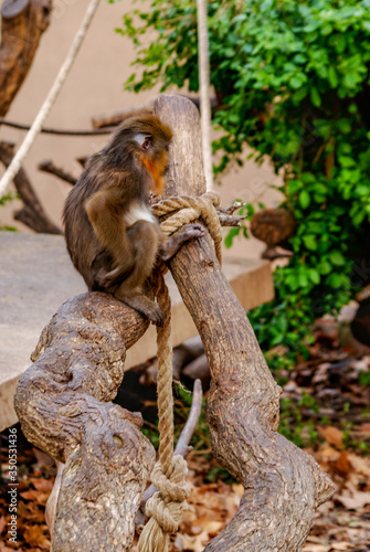 Mandril, zoo de Barcelona