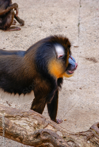 Mandrile, zoo de Barcelona