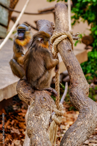 Mandriles, zoo de Barcelona photo