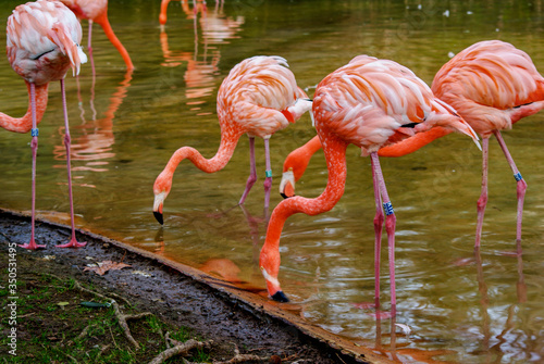 Flamencos, zoo de Barcelona