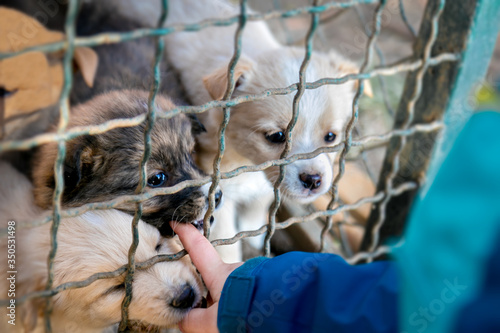 Puppies in the shelter are playing with the little boy and biting boy's finger through the bars.