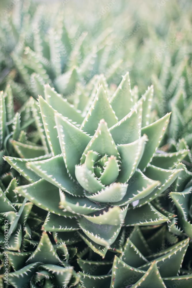Close-up of Succulent
