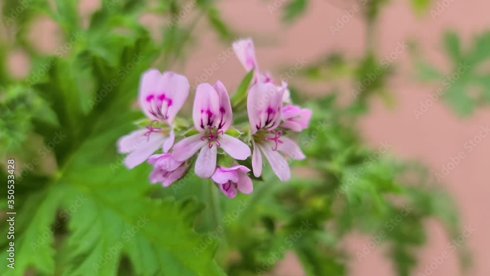Lemon scented geranium being blown by the wind Lemon scented geranium being blown by the wind