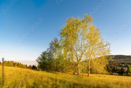 Fototapeta Naklejka Na Ścianę i Meble -  Wiosna 2020