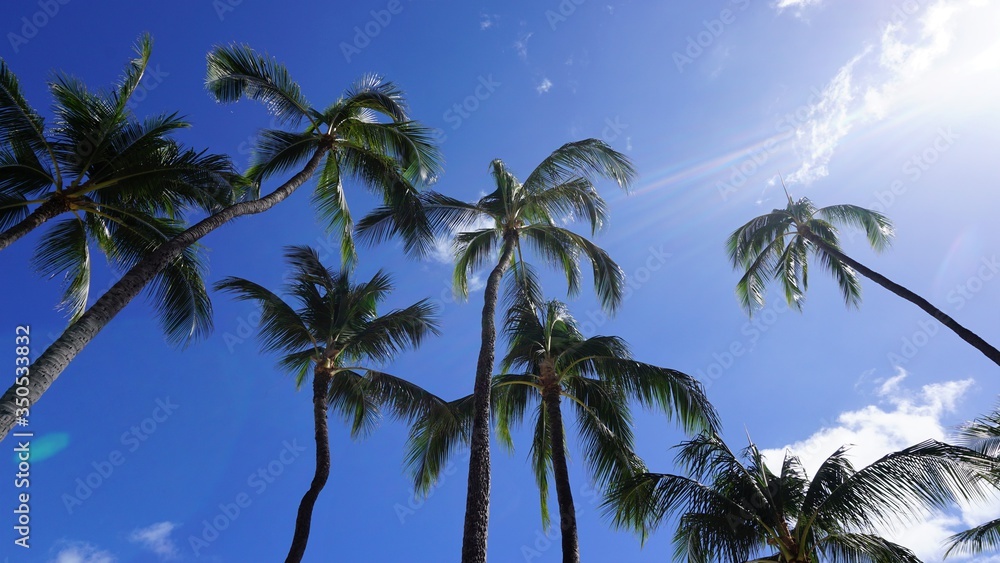 Sun rays beaming through palm trees looking up at blue sky in Honolulu Hawaii 