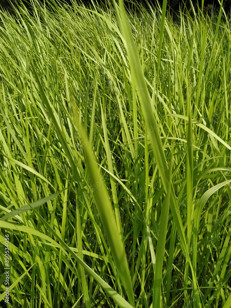 Reeds green grass background natural texture Reeds green grass background natural texture