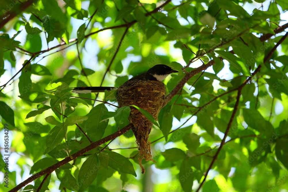 Pied fantail building a nest on a branch and hatch the eggs in the nest. Pied fantail building a nest on a branch and hatch the eggs in the nest.