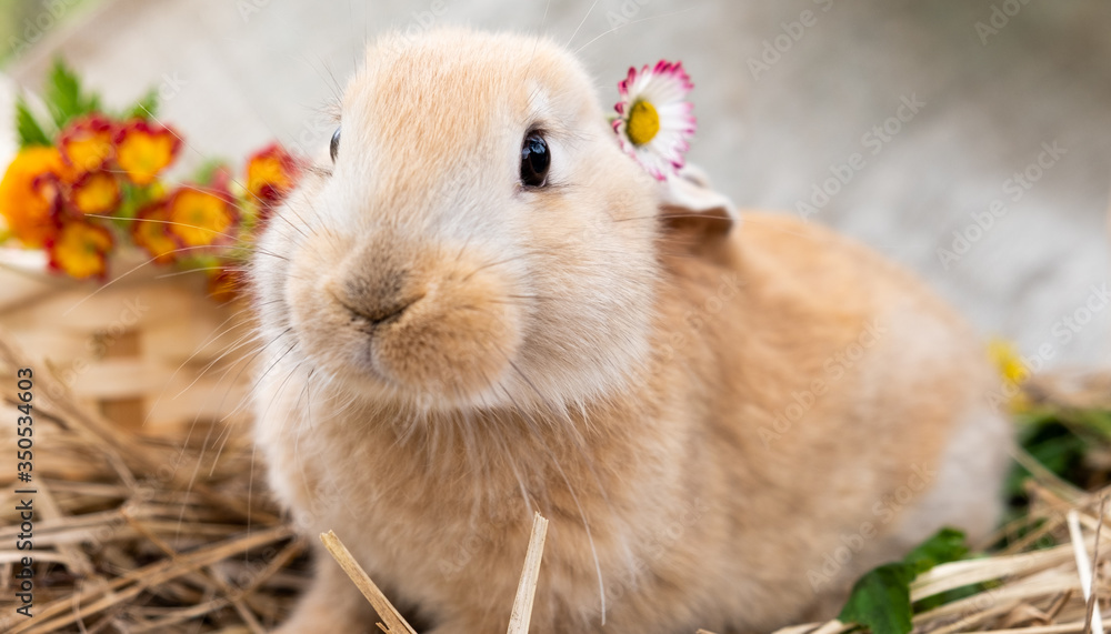 A cute little peach-colored rabbit with a flower behind its ears. Sunny day. A cute little peach-colored rabbit with a flower behind its ears. Sunny day.