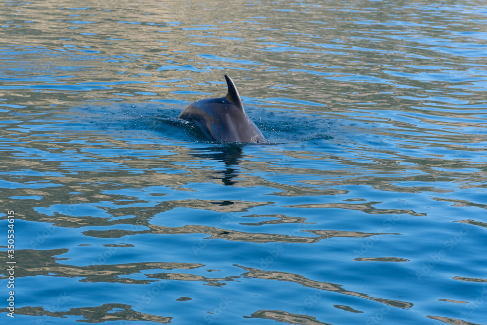 Obraz premium Dolphins in the Black sea off the coast of Balaklava. A beautiful Dolphin accompanies the boat. One Dolphin's fin. The back of a Dolphin above the surface of the sea.