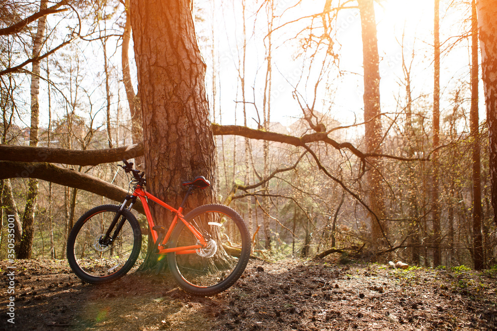 Fototapeta premium A Bicycle with an orange frame is leaning against a tree. Cycling in the forest, the concept of sports and a healthy lifestyle