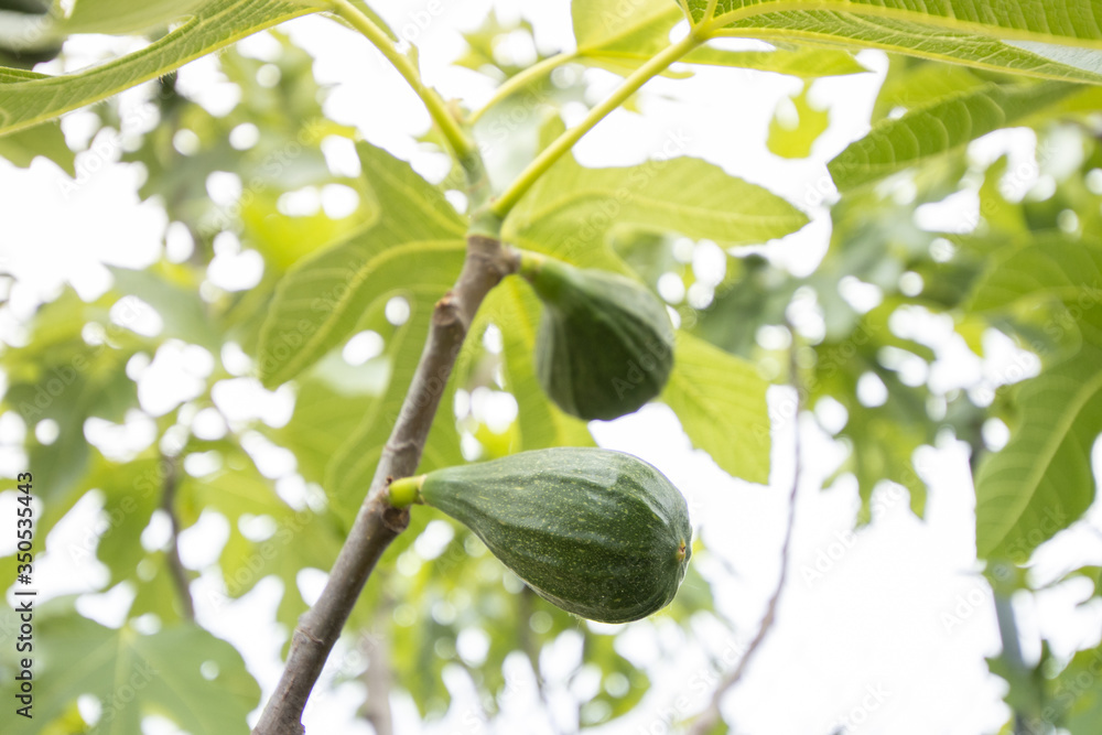 Biological fig plant in an orchard with fruits Biological fig plant in an orchard with fruits