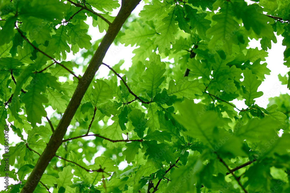 Obraz premium Oak branches with green leaves.