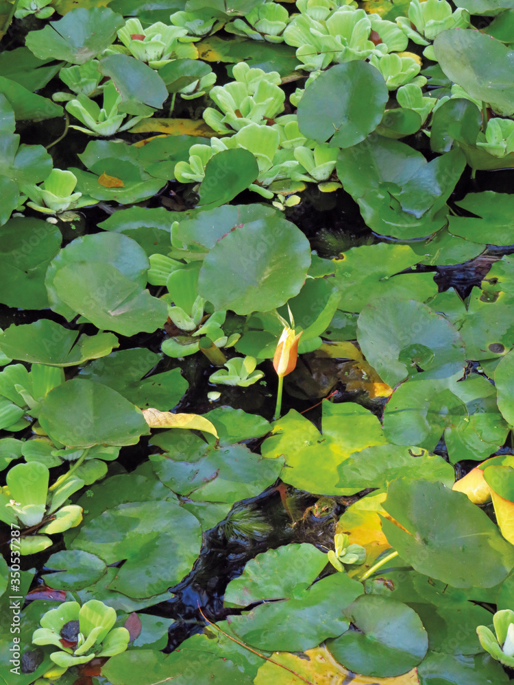 Floral background. The bud of the lotus flower in the wild, on a background of green leaves. Lotus buds or water lily and leaves in the pond. Floral background. The bud of the lotus flower in the wild, on a background of green leaves. Lotus buds or water lily and leaves in the pond.