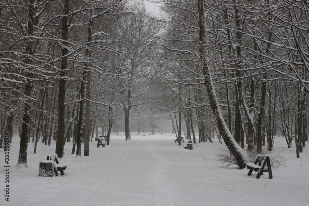 Winter scenery, snowstorm in park Winter scenery, snowstorm in park