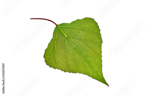 Green leaf of a tree on a white background. Isolated.