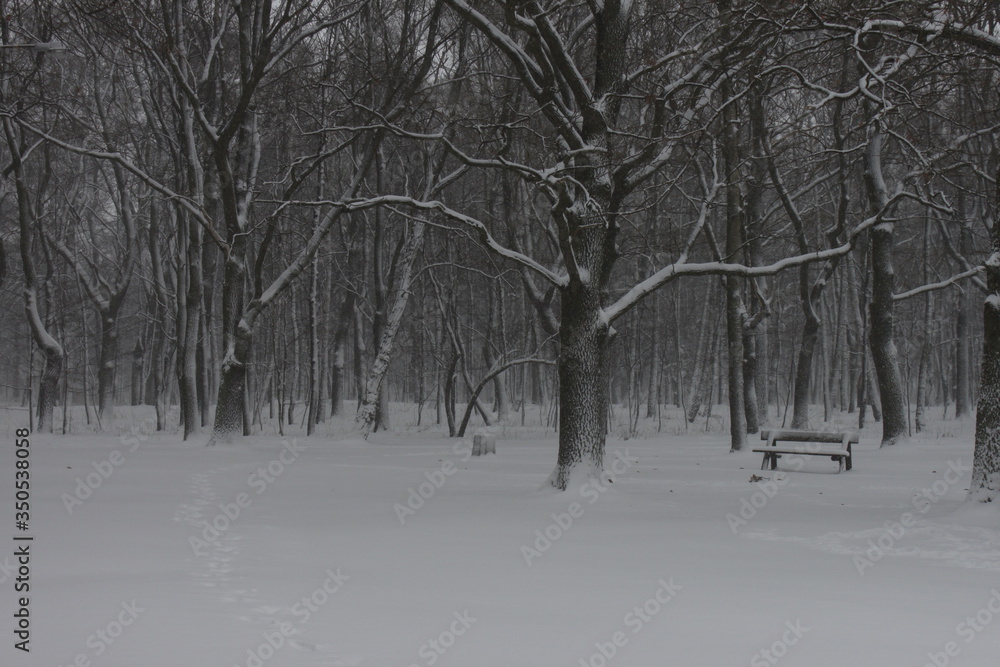 Winter scenery, snowstorm in park Winter scenery, snowstorm in park