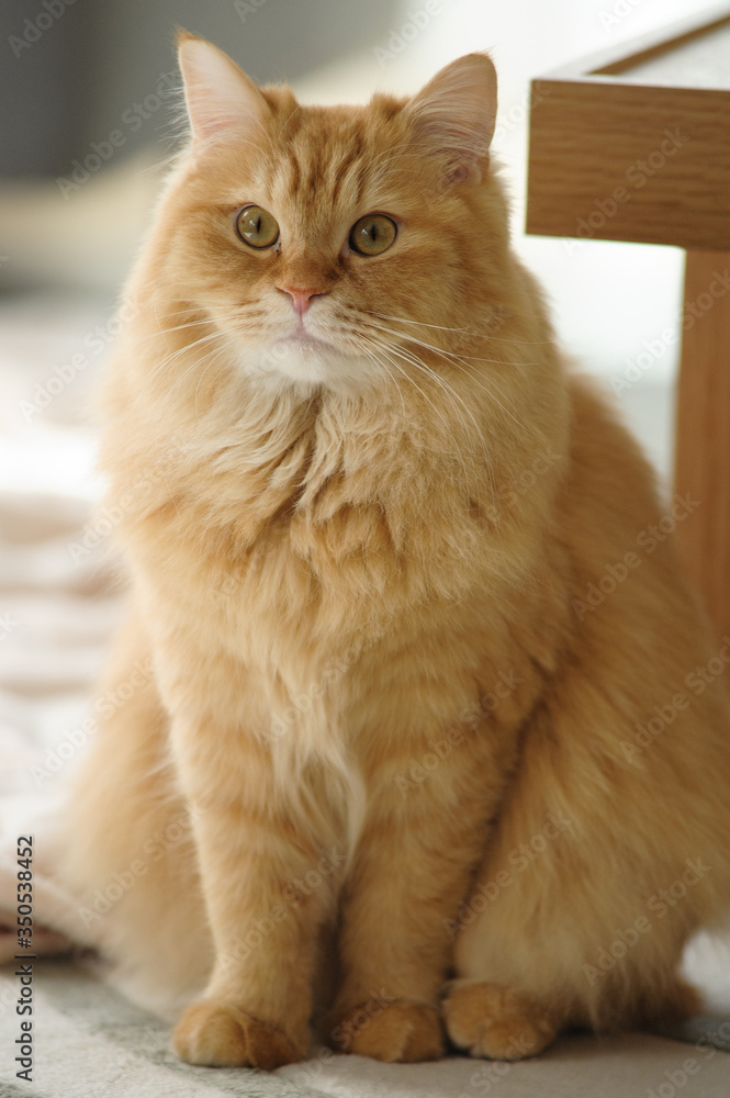 テーブルのそばでおすわりをする猫のマンチカン テーブルのそばでおすわりをする猫のマンチカン