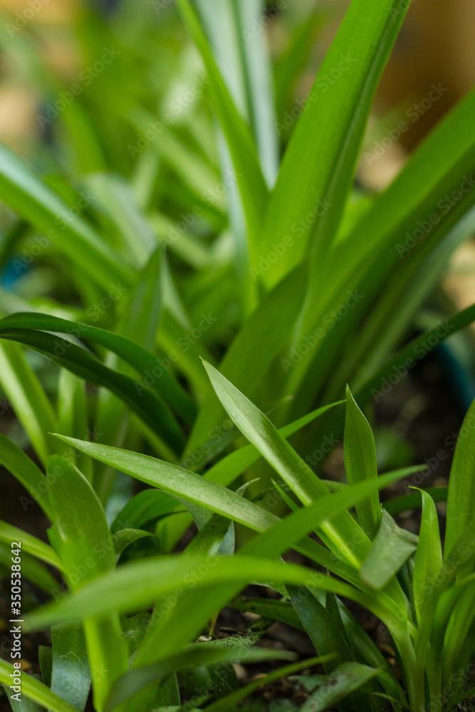 Green lily Chlorophytum comosum Green spider plant in close-up growth decoration plant robust houseplant Green lily Chlorophytum comosum Green spider plant in close-up growth decoration plant robust houseplant