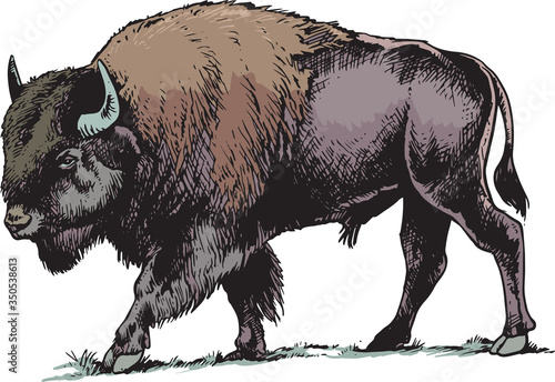 Bull Bison or Buffalo