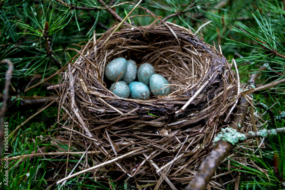 Blackbird nest with blue eggs Blackbird nest with blue eggs