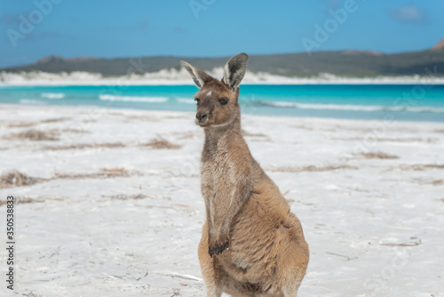A little cute kangaroo in Lucky Bay, Cape le Grand National Park, Western Australia. 