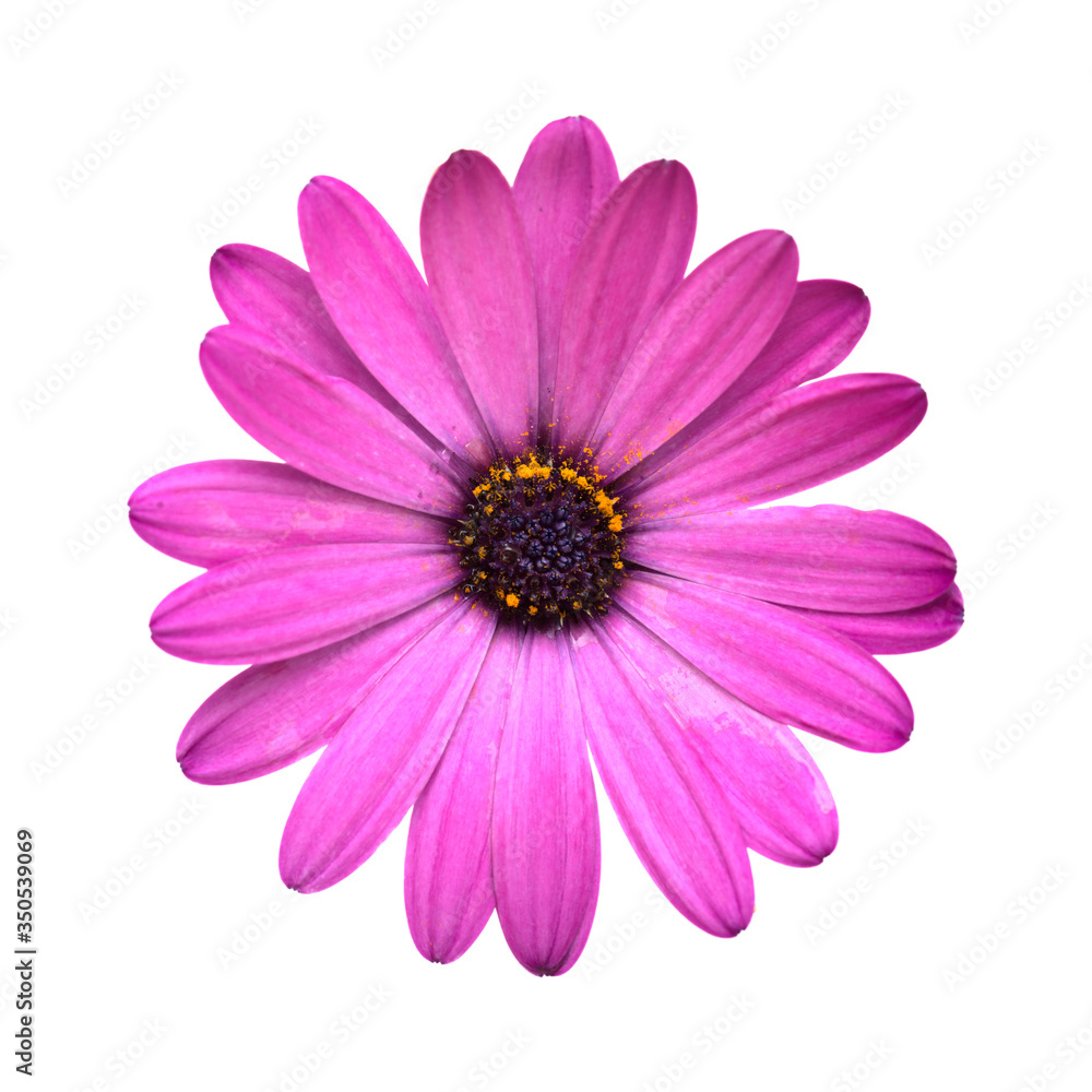 African daisy, Osteospermum, isolated on white 