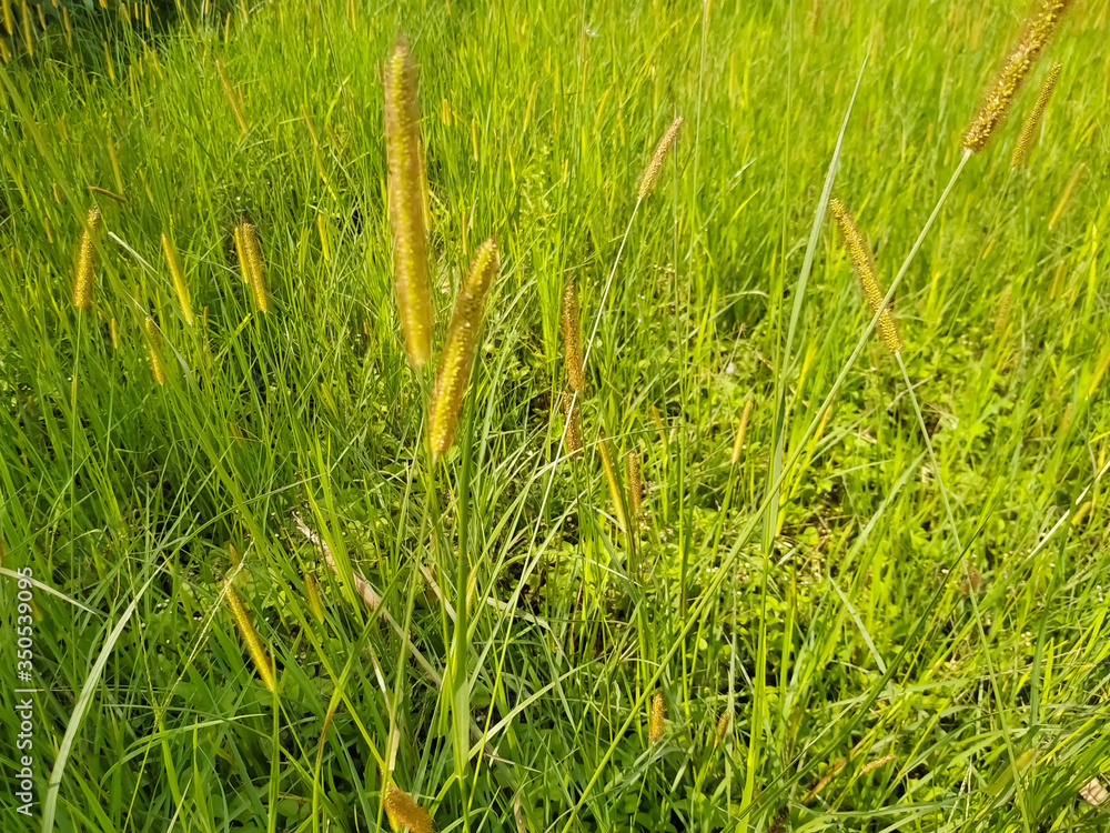 reeds flower in the wind green grass leaf natural reeds flower in the wind green grass leaf natural