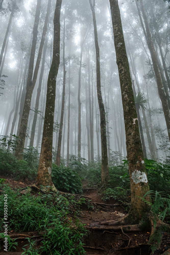 Footpath in a mysterious  foggy rainforest. The tops of the trees in the fog.