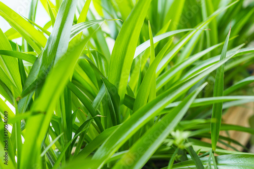 Green lily Chlorophytum comosum Green spider plant in close-up growth decoration plant robust houseplant