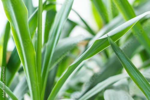 Green lily Chlorophytum comosum Green spider plant in close-up growth decoration plant robust houseplant