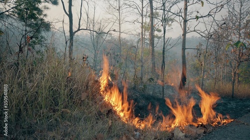 Fotografie Bushfire near road in national park