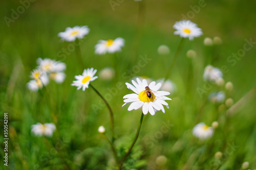 Nahaufnahme von einer Fliege auf einer Margariten Blume in einer grünen Wiese, Natur, Sommer