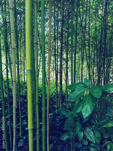 Obraz na płótnie Detail Shot Of Green Bamboos