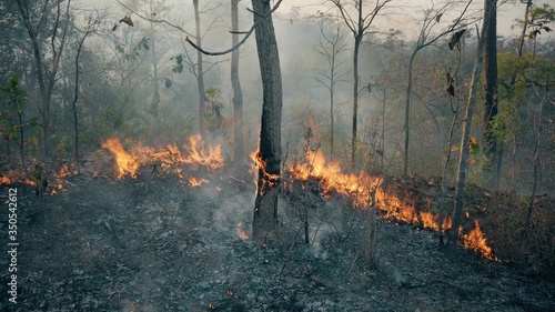 The climate crisis. Big Flame in national park. Destruction of raiforest by bushfires. photo