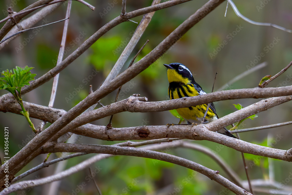 Naklejka premium Magnolia Warbler