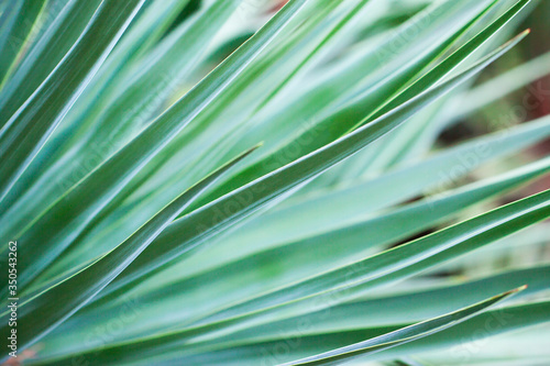 Abstract tropical floral pattern as background. Close-up of palm leaves in mint colors.